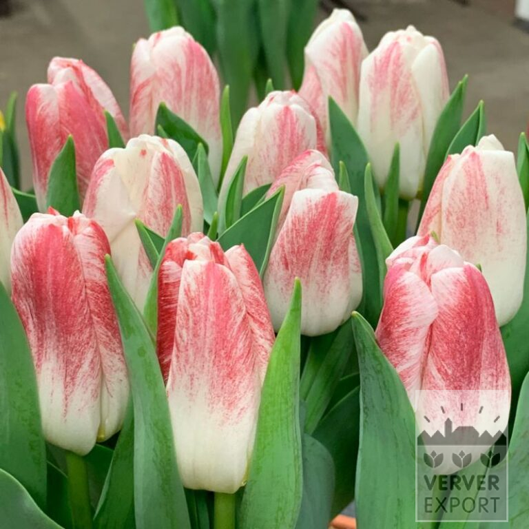 Tulips 'Calgary Sensation' (12771)