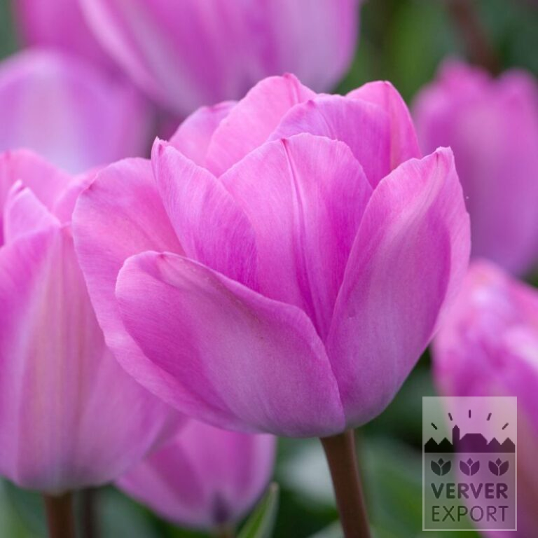 Tulips 'Janis Joplin' (12780)