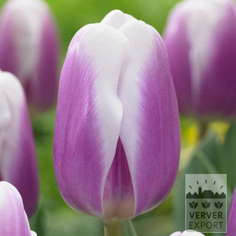 Tulips 'Librije' (12781)