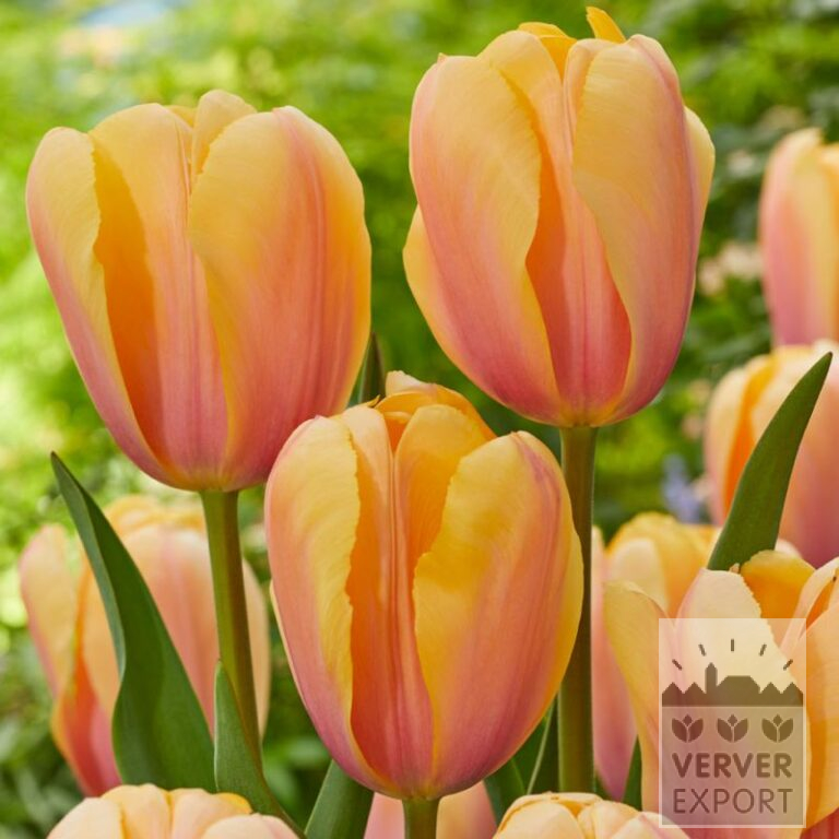 Tulips 'Blushing Impression' (12786)