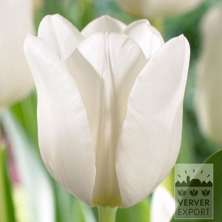 Tulips 'Darwisnow' (12787)