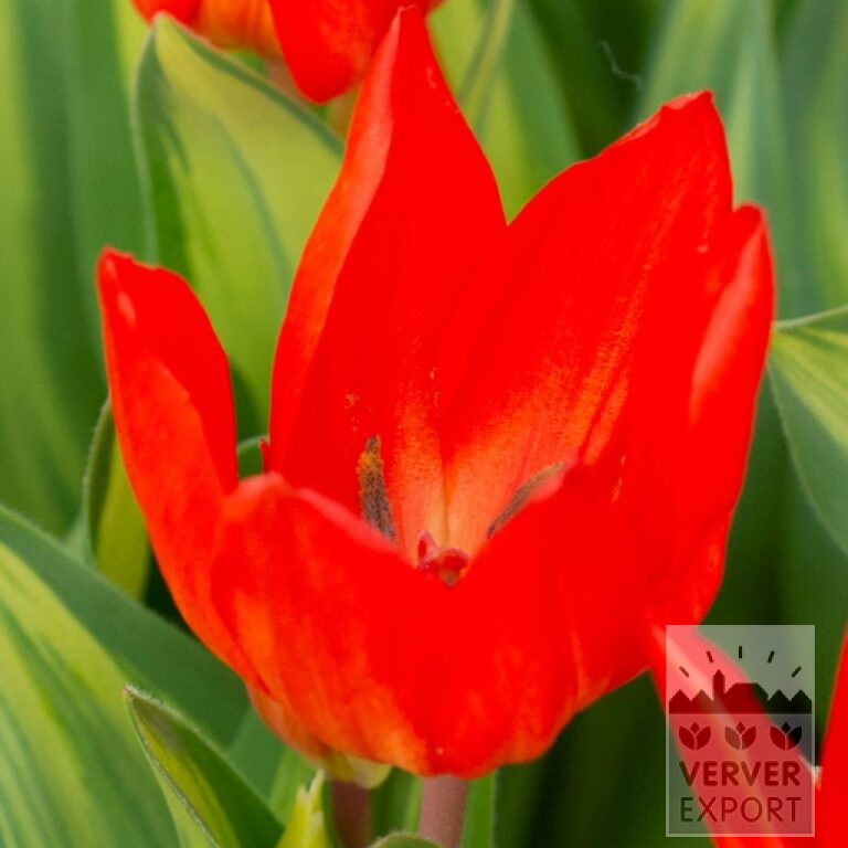 Tulips praestans 'Paradox' (12798)