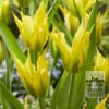 Tulips 'Green Mile' (12803)