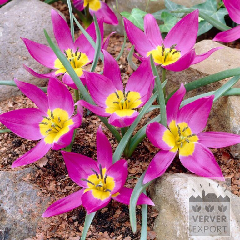 Tulips humilis 'Eastern Star' (12808)