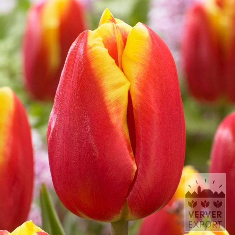 Tulips 'Dow Jones' (12812)