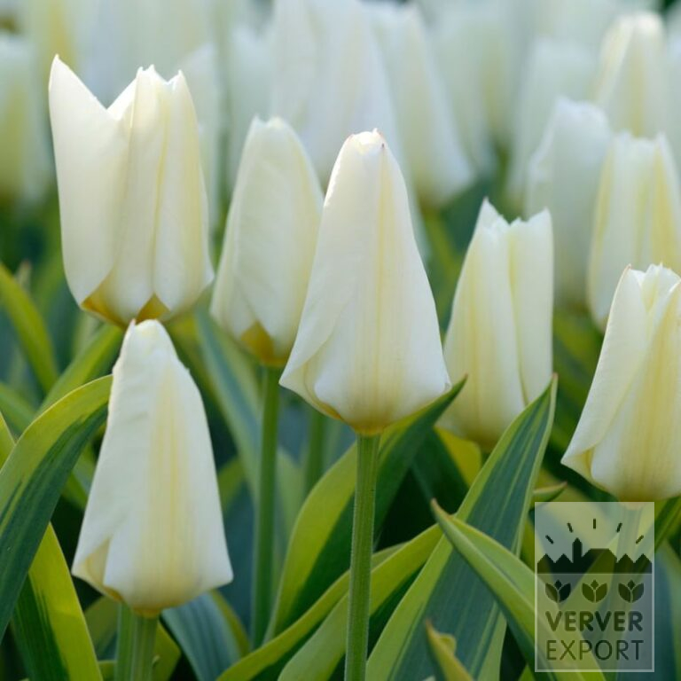 Tulips 'Purissima Blonde' (12819)