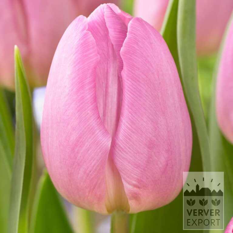 Tulips 'Light Pink Prince' (12823)