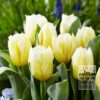 Tulips 'Calgary Red' (12855)