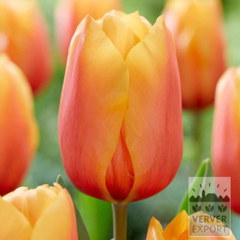 Tulips 'Salmon Lalibela' (12834)