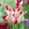 Tulips 'Striped Crown' (12837)