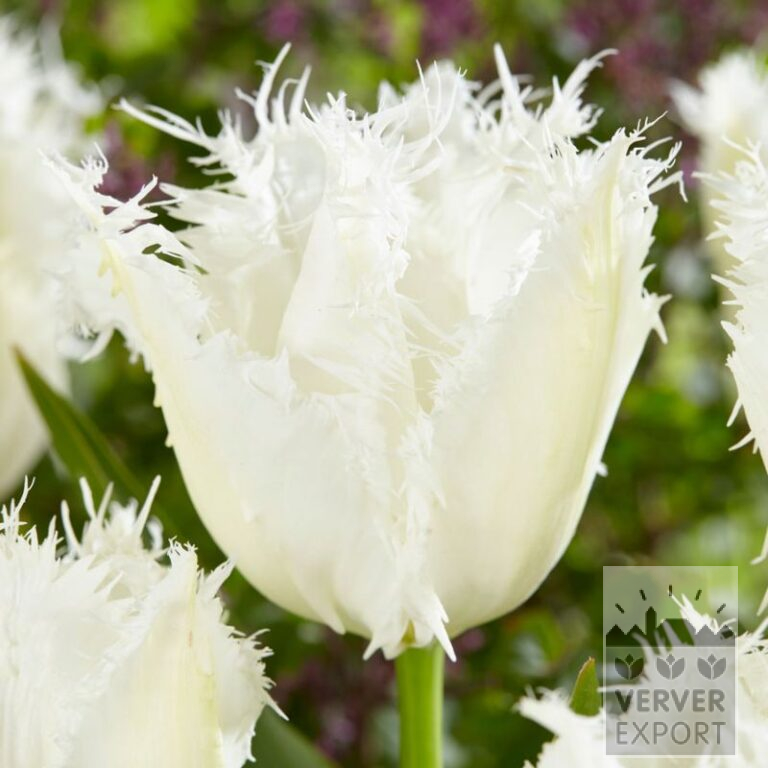 Tulips 'Noordeinde' (12841)