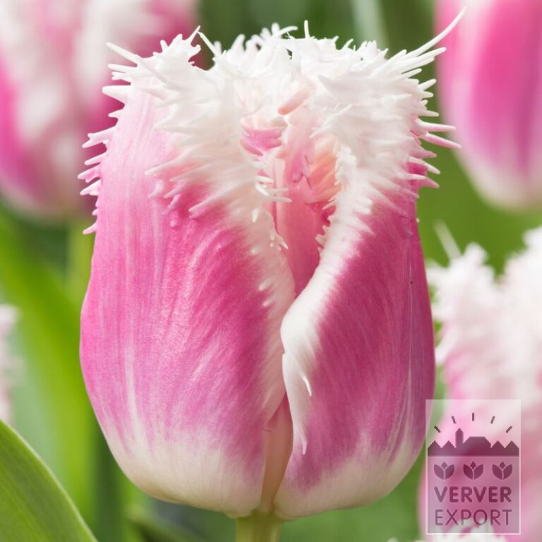 Tulips 'Hawaii' (12846)