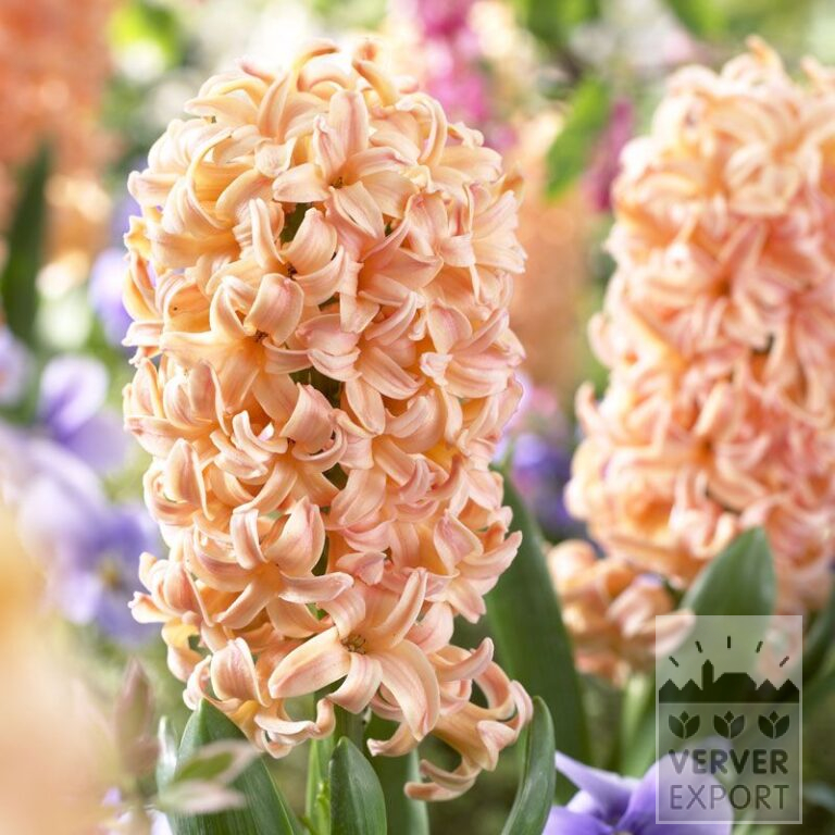 Hyacinths 'Gipsy Queen' (13007)