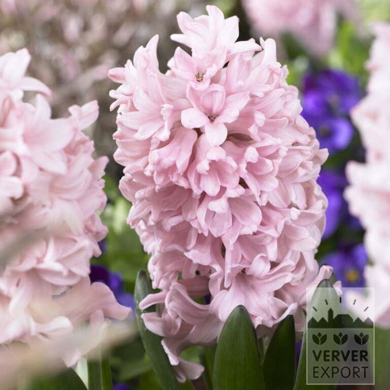 Hyacinths 'Apricot Passion' (13013)