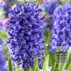 Hyacinths 'Blue Jacket' (13015)