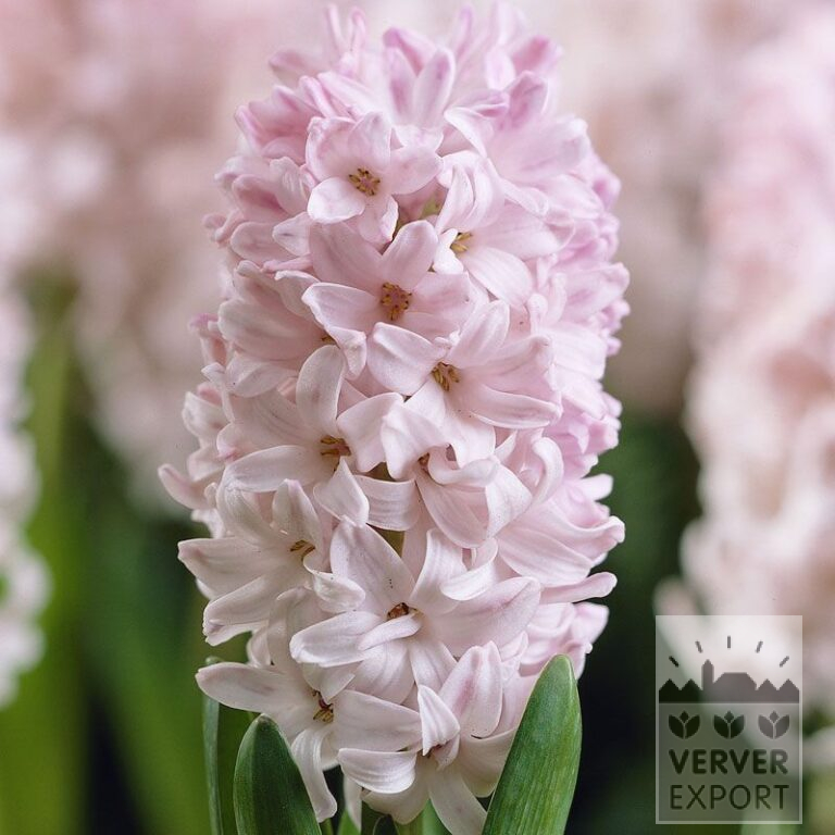 Hyacinths 'Top Hit' (13023)