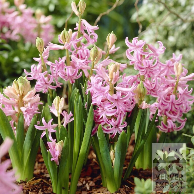 Hyacinths multiflora pink (13026)