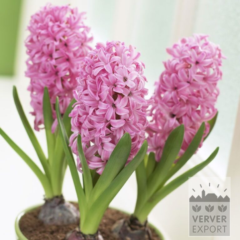 Hyacinths 'Pink Pearl' - prepared (13031)