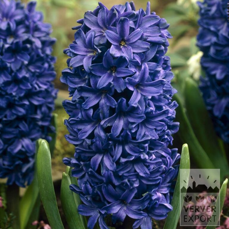 Hyacinths 'Peter Stuyvesant' (13042)
