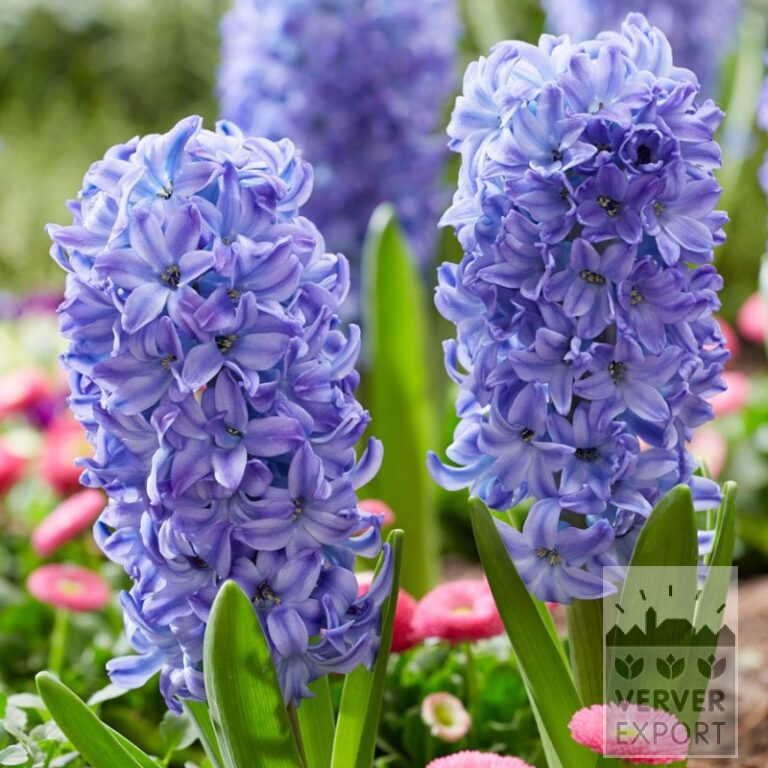 Hyacinths 'Aqua' (13058) - Image 2