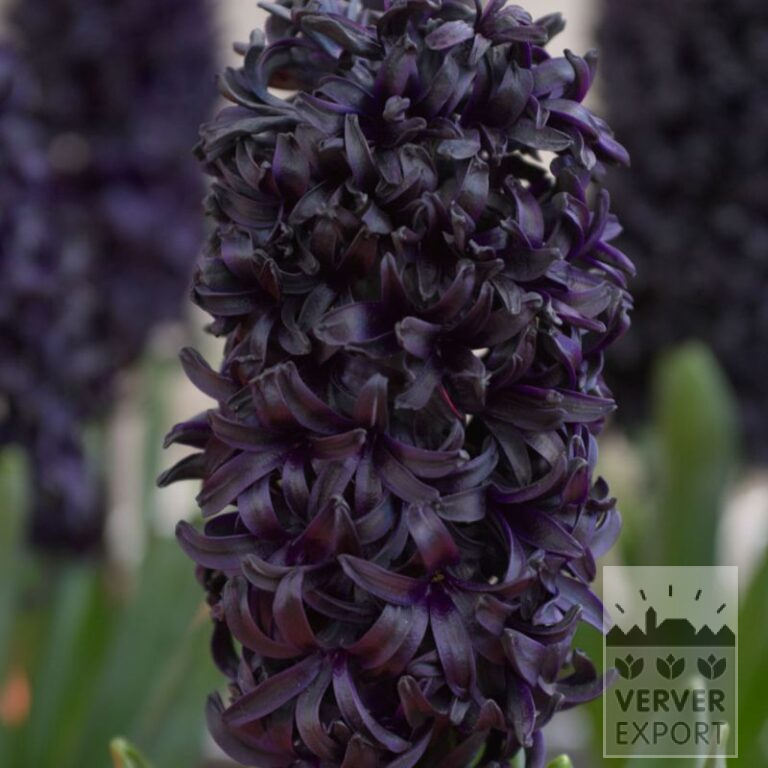 Hyacinths 'Dark Dimension' (13067)