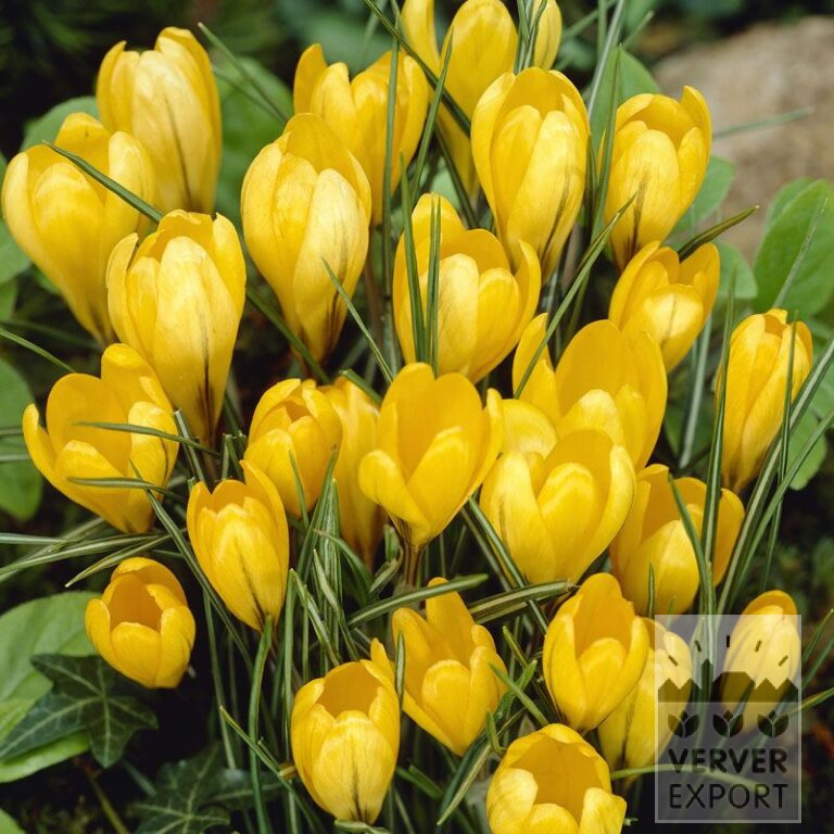Crocus 'Yellow' (14001)