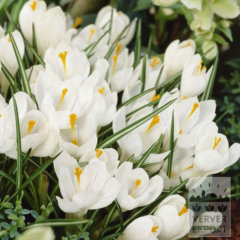 Crocus 'Jeanne d'Arc' (14002)