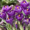 Crocus 'Flower Record' (14007)