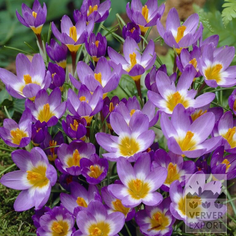 Crocus sieberi 'Tricolor' (14020)