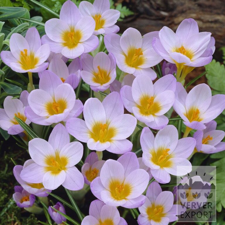 Crocus sieberi 'Firefly' (14021)