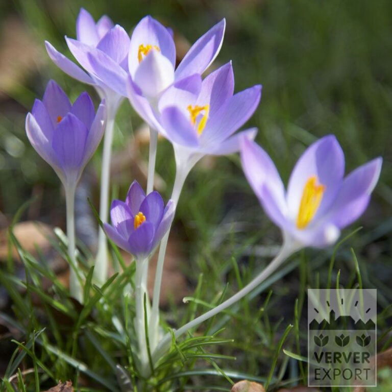 Crocus tommasinianus (14025)