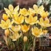 Organic bulbs bio Crocus chrysanthus 'Romance' (14607)