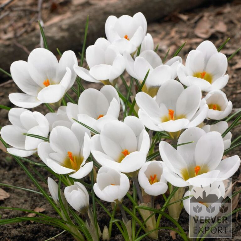 Crocus chrysanthus 'Ard Schenk' (14038)