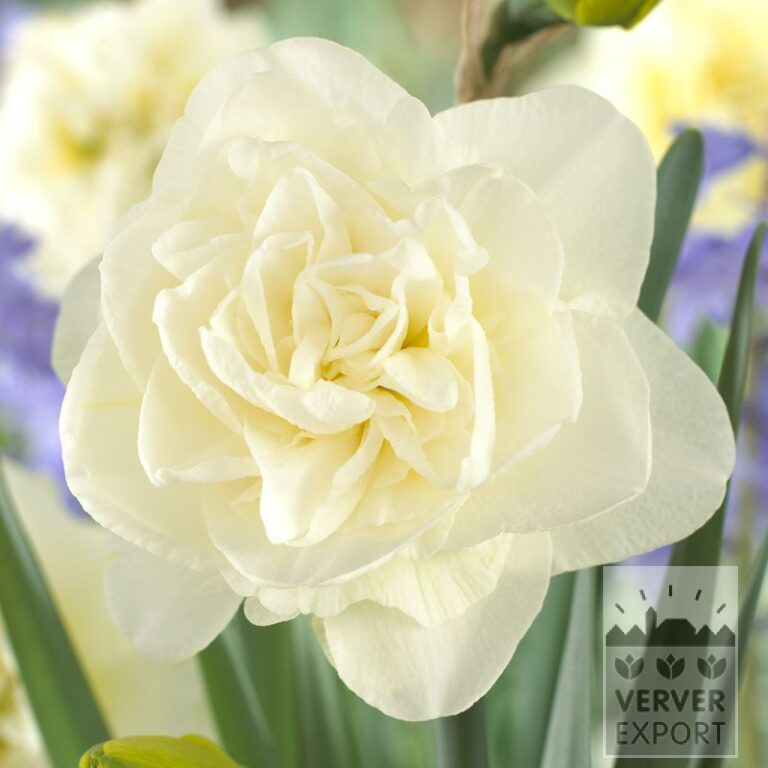 Narcissus 'Obdam' (15017)