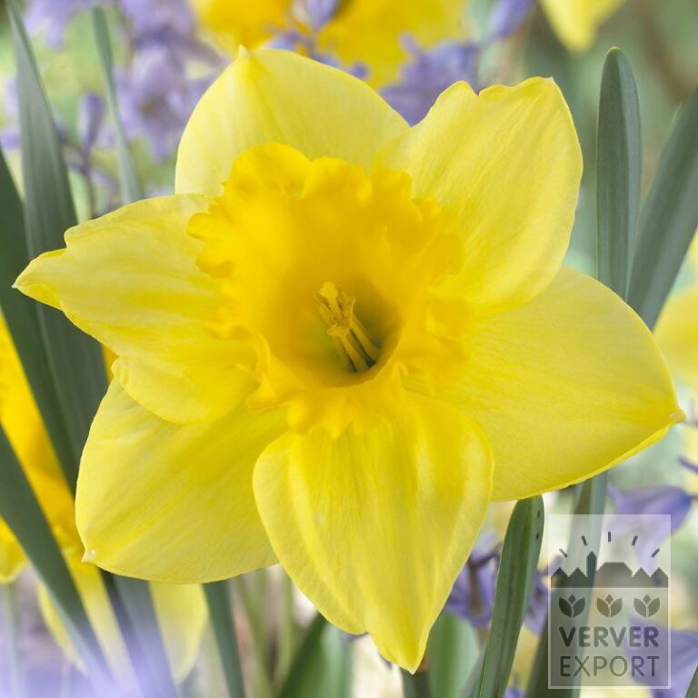 Narcissus 'Carlton' (15029)