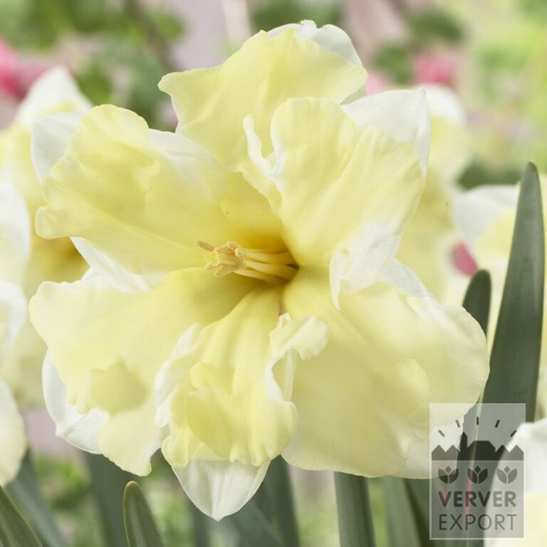 Narcissus 'Cassata' (15051)