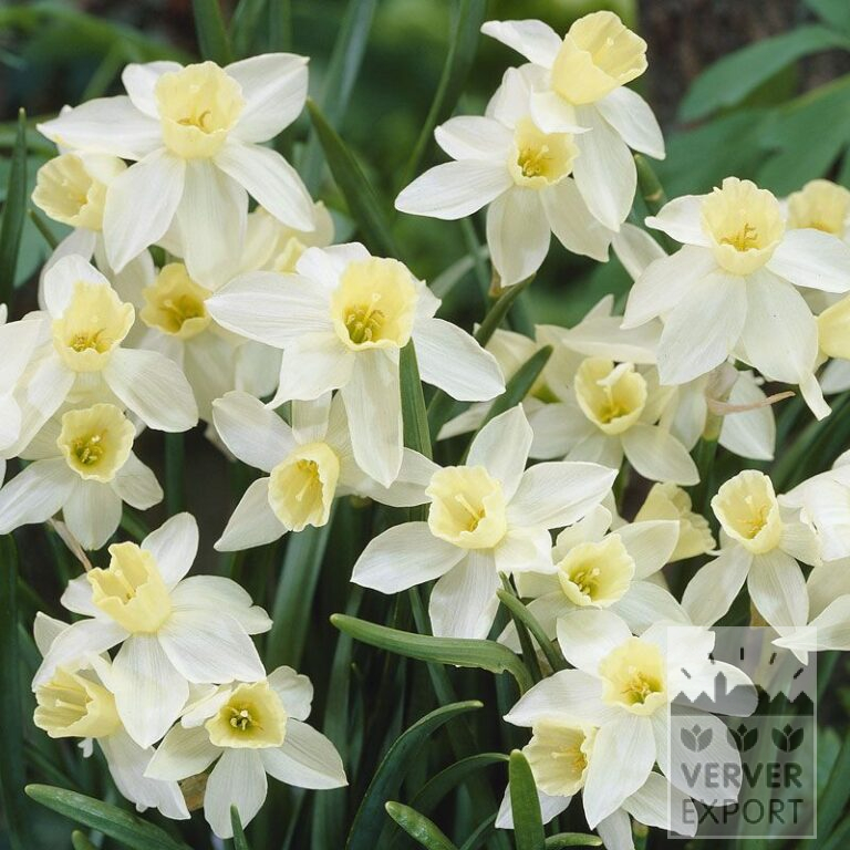 Narcissus 'Sailboat' (15060)