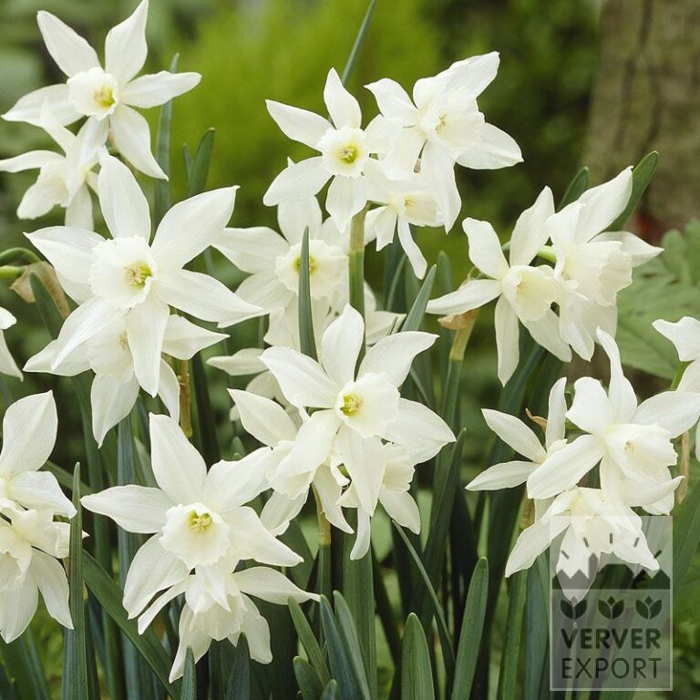 Narcissus 'Thalia' (15066)