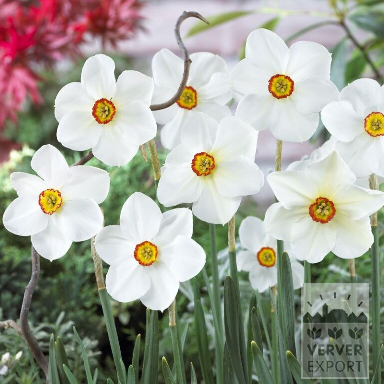 Narcissus poeticus 'Actaea' (15067)