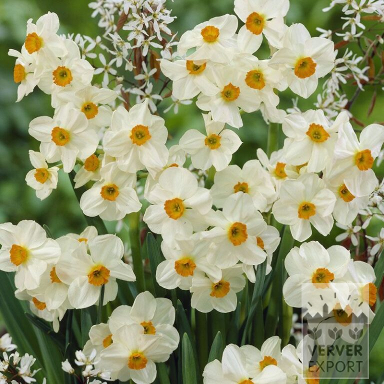 Narcissus tazetta 'Geranium' (15071)
