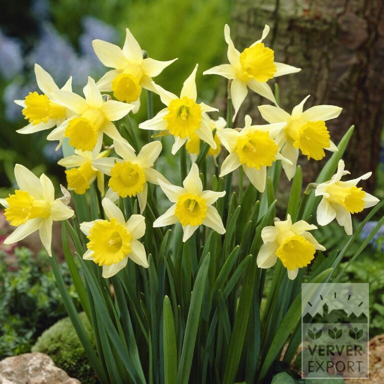 Narcissus lobularis (15079)