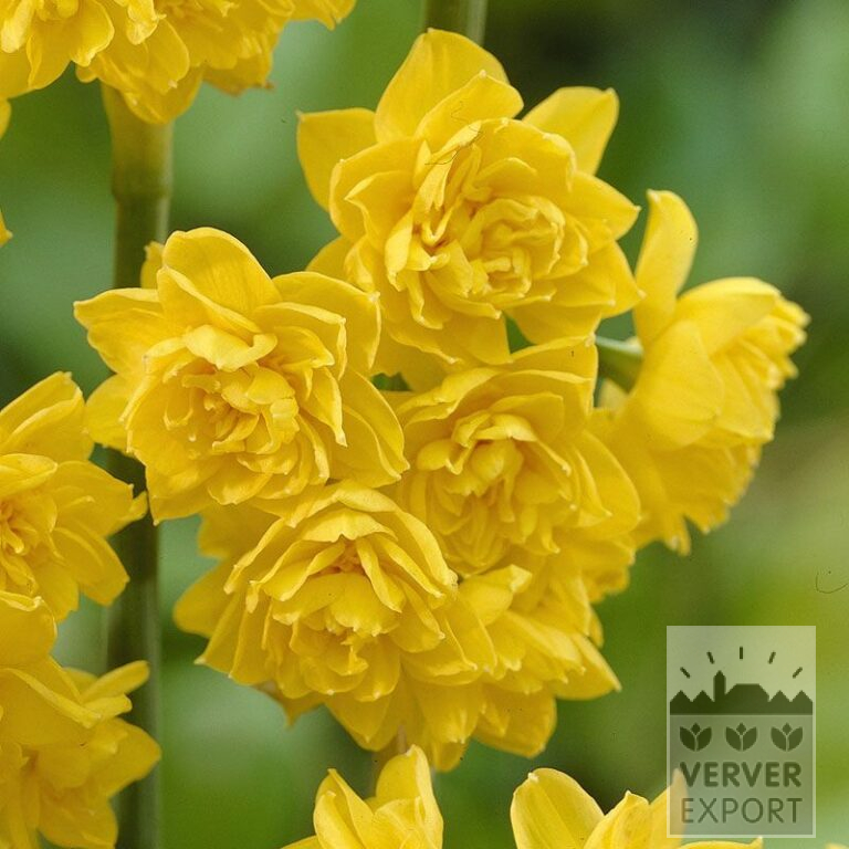 Narcissus 'Golden Rain' (15082)