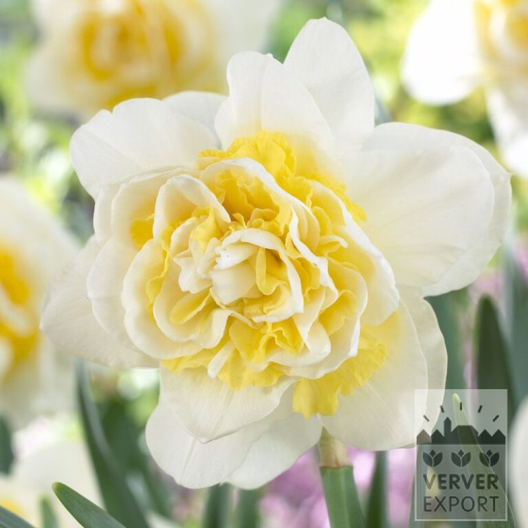 Narcissus 'Lingerie' (15094)