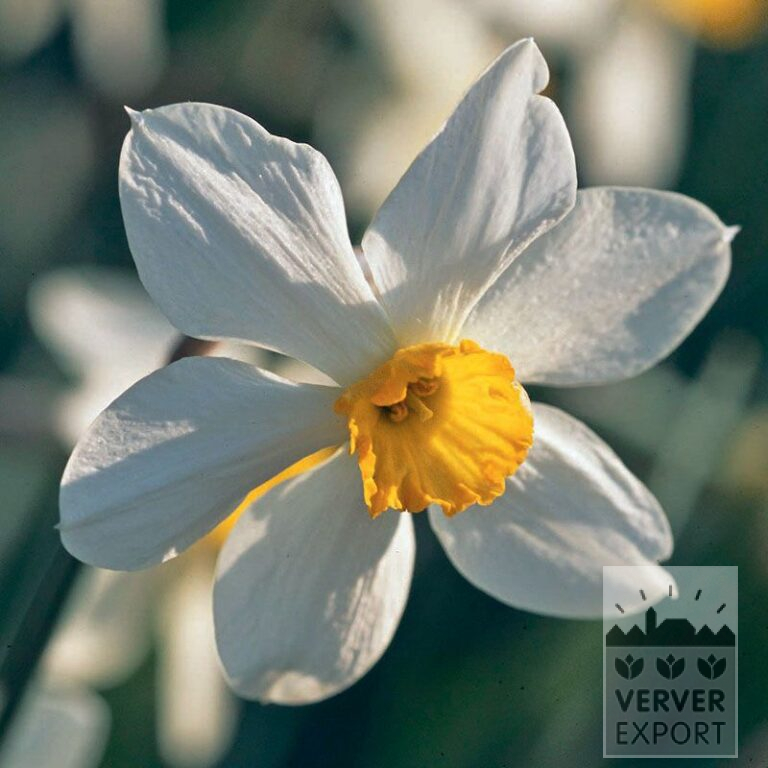 Narcissus Hist. 'White Lady' (15103)