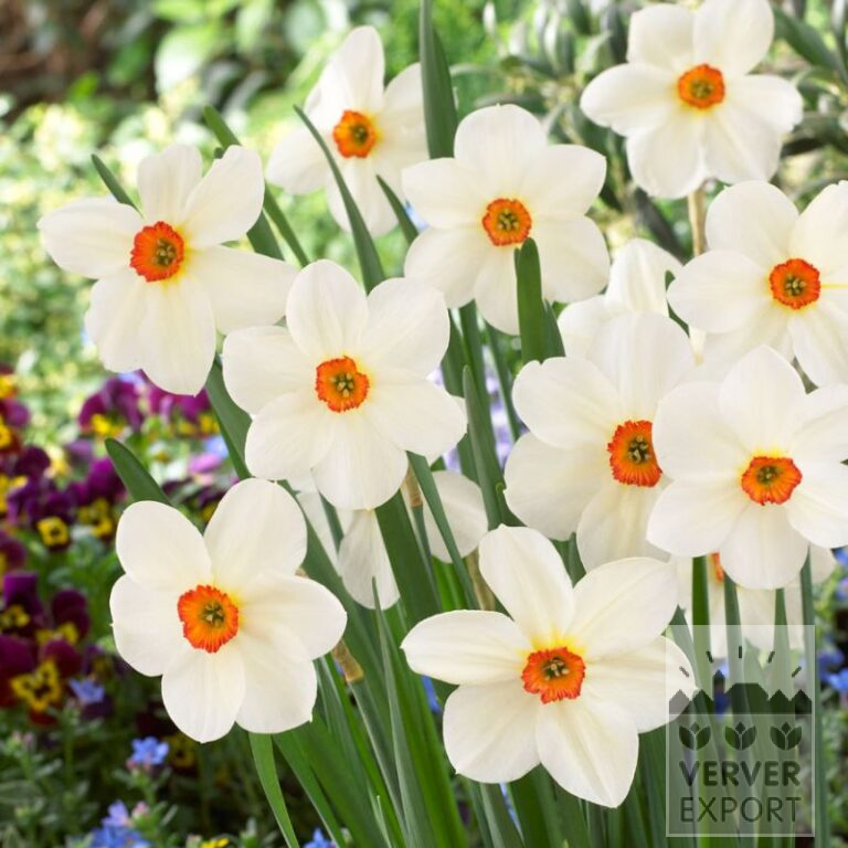 Narcissus Hist. 'Firetail' (15106)