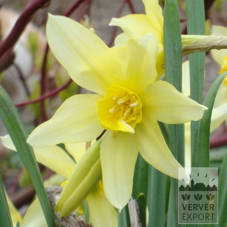 Narcissus Hist. 'Sophie's Choice' (15107)