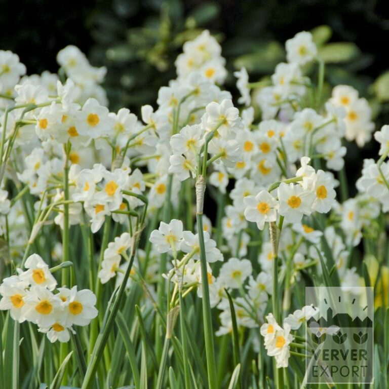 Narcissus Hist. 'Laurens Koster' (15108)