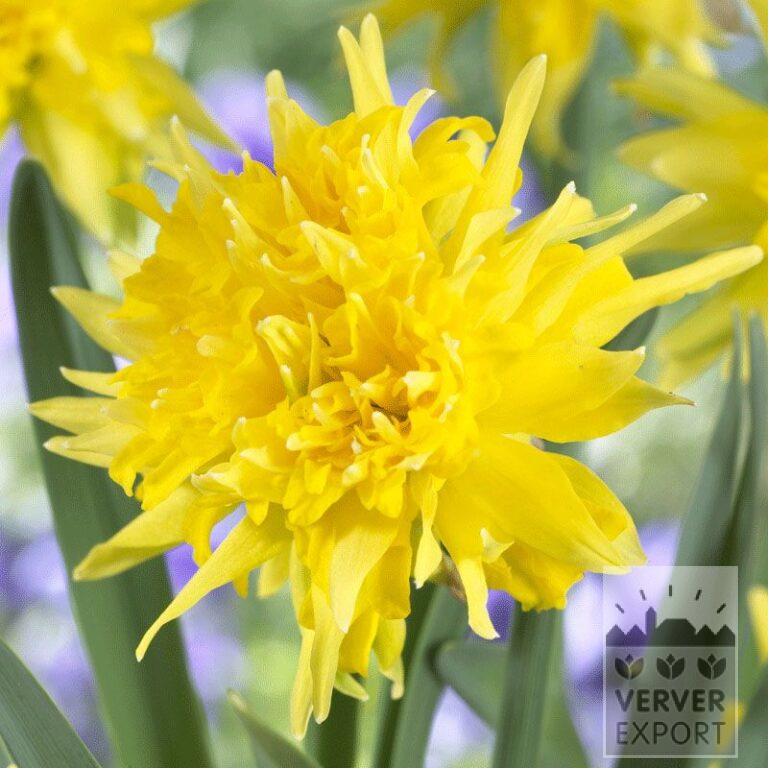 Narcissus 'Rip van Winkle' (15527)