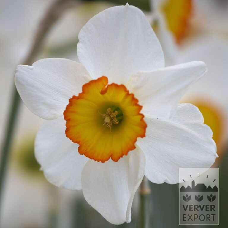 Narcissus 'Garden Club of America' (15543)