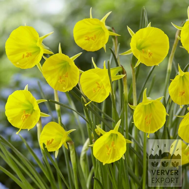 Narcissus bulbocodium 'Oxford Gold' (15544)